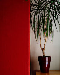 Close-up of potted plant on red wall