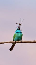 Low angle view of green bee eater against clear sky