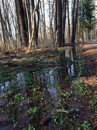 Reflection of trees in lake