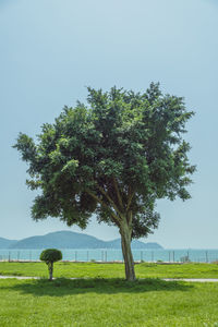 Tree on field against clear sky