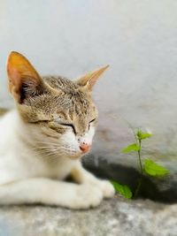 Cat looking away