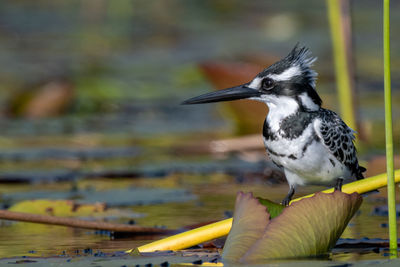 Close-up of bird