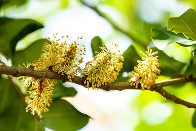 Close-up of plant