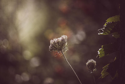 plant