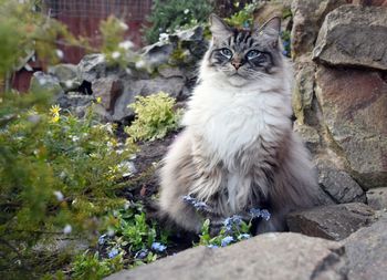 Cat sitting on rocks