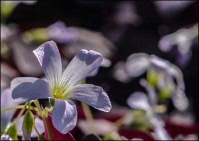 Close-up of flowers blooming outdoors