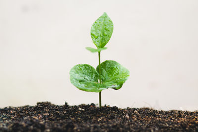 Close-up of seedling growing on white background