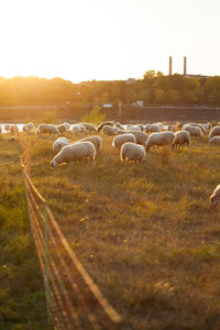 Flock of sheep grazing in field