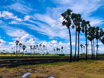 Palm trees on field against sky