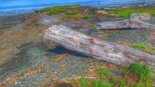 View of trees in water