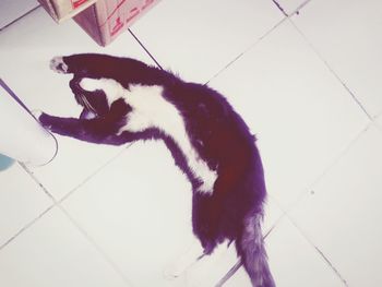 domestic animals