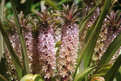 Close-up of pink flowering plants