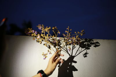 Close-up of hand holding flowering plant