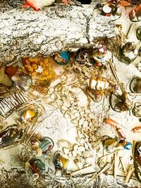 High angle view of seashells on rock