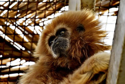 Gibbon or hylobates lar