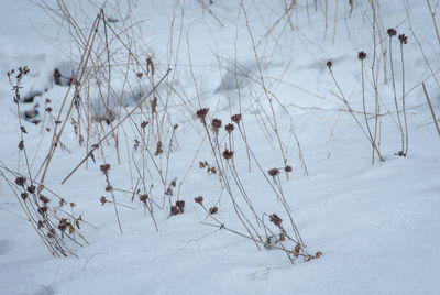 High angle view of snow covered plants on land