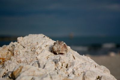 Close-up of seashell on rock at beach against sky