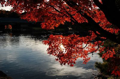 Red maple tree in lake