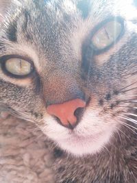 Close-up portrait of cat