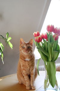 Portrait of cat by pink tulips on table at home