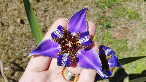 Close-up of hand holding purple flower