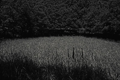 Crops growing on field