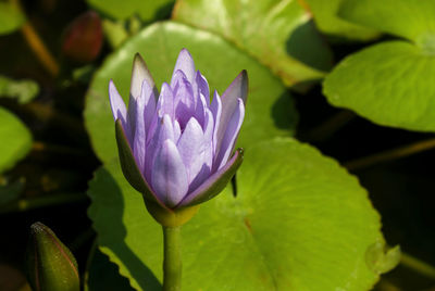 Close-up of purple water lily
