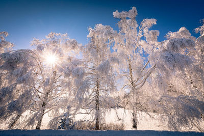 Snow covered trees against blue sky