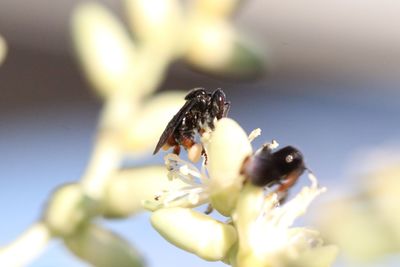 Close-up of insect on flower