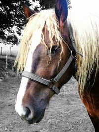 Close-up of horse