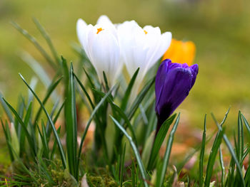 The bright colors of the first crocuses in a park