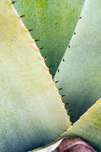 Full frame shot of succulent plant