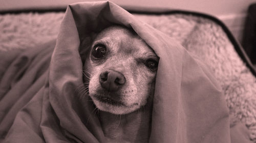 Dog snuggles under blanket looking at camera