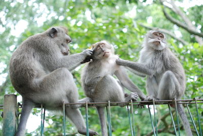 Low angle view of monkeys on metal at ubud monkey forest