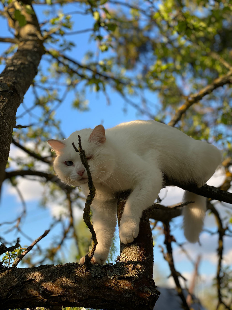 LOW ANGLE VIEW OF WHITE CAT ON TREE