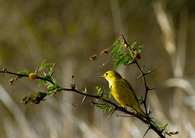 Close up of yellow warbler bird perching on a branch, st kitts and nevis