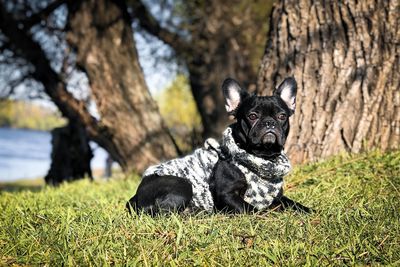 Black dog relaxing on field