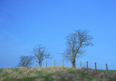 Trees against clear blue sky