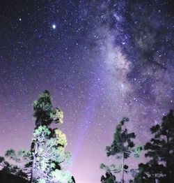 Low angle view of trees against sky at night