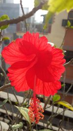 Close-up of red hibiscus blooming outdoors