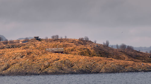 Plants growing on land by sea against sky
