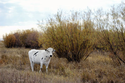 Sheep standing on grassy field