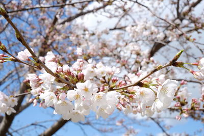 Low angle view of apple blossoms in spring