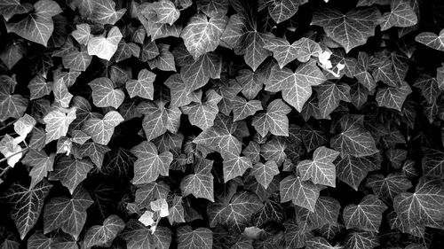 Full frame shot of leaves