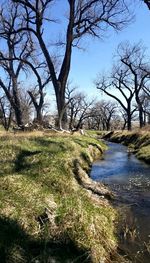 View of stream along bare trees