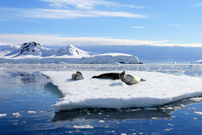 Seals on iceberg against sky