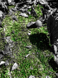 High angle view of bird on field