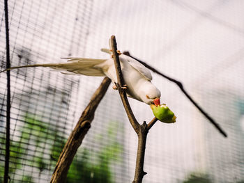 Close-up of bird perching on branch