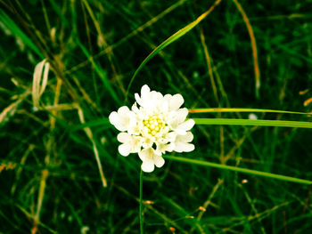 Close-up of white flower blooming outdoors