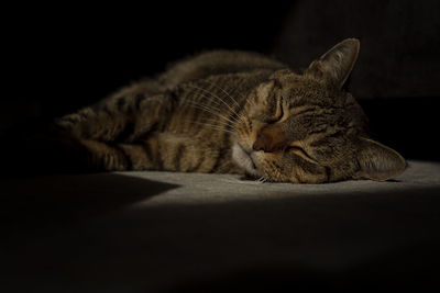 Close-up of a cat sleeping